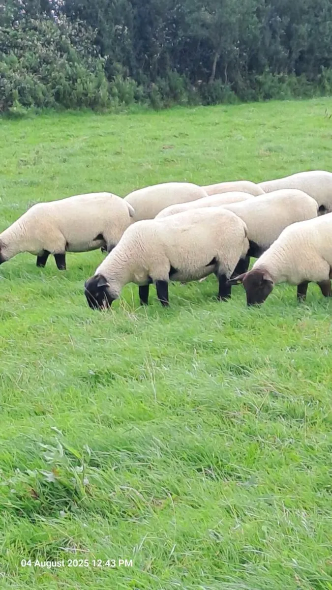 35 Suffolk Ewe Hoggets - Image 3