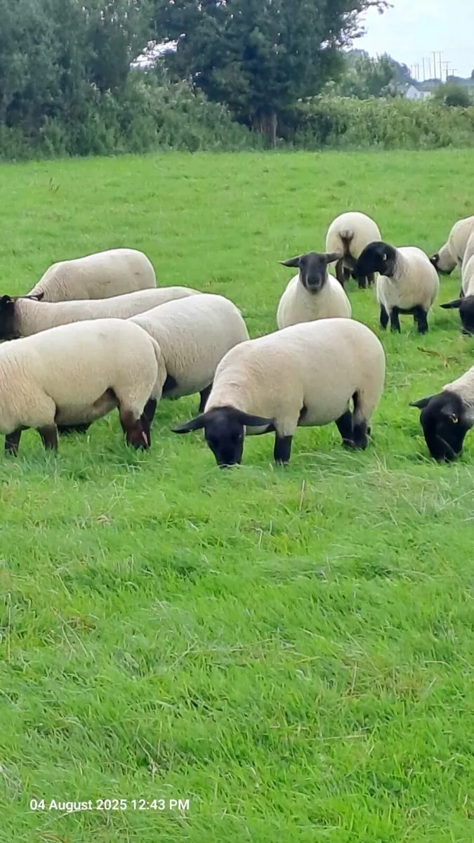 35 Suffolk Ewe Hoggets - Image 4