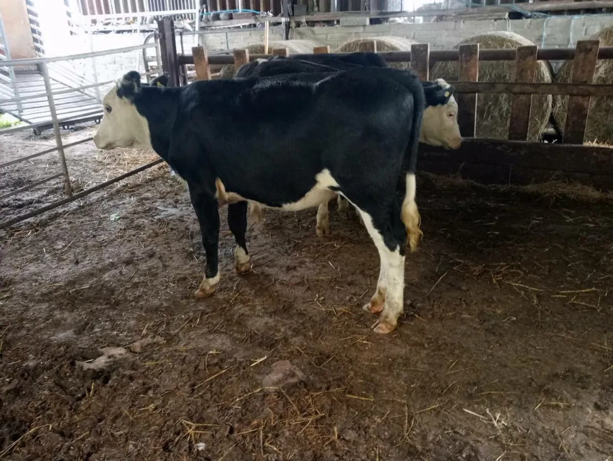 4 store heifers - Image 1
