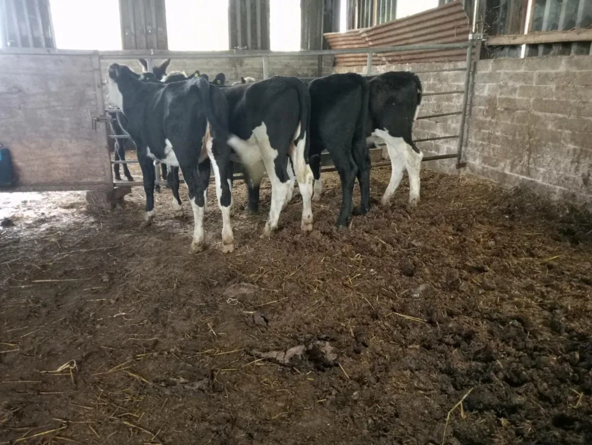 4 store heifers - Image 2