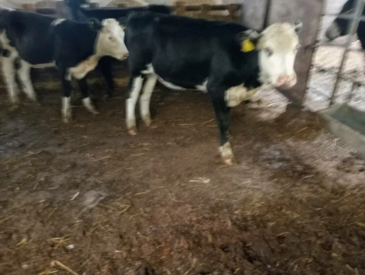 4 store heifers - Image 3