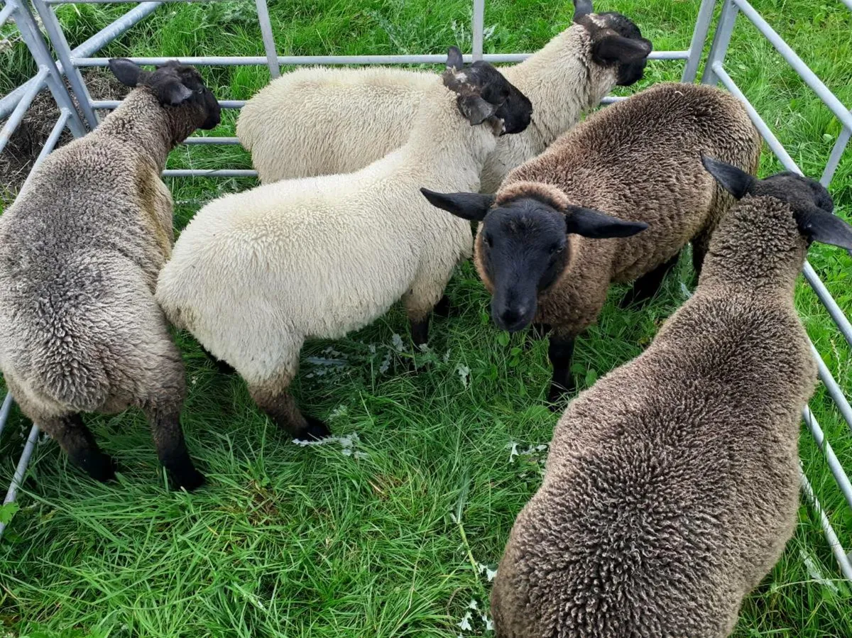 Suffolk ram lambs - Image 2