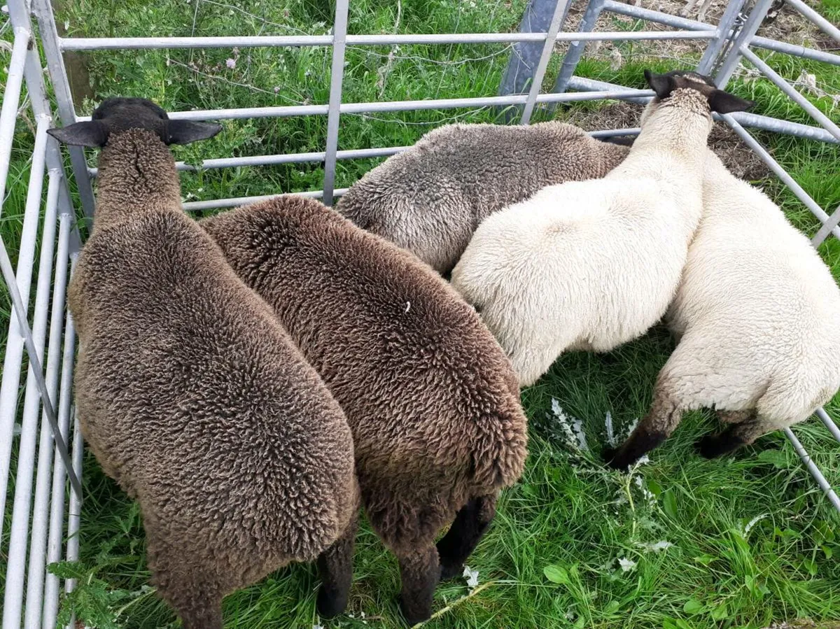 Suffolk ram lambs - Image 1
