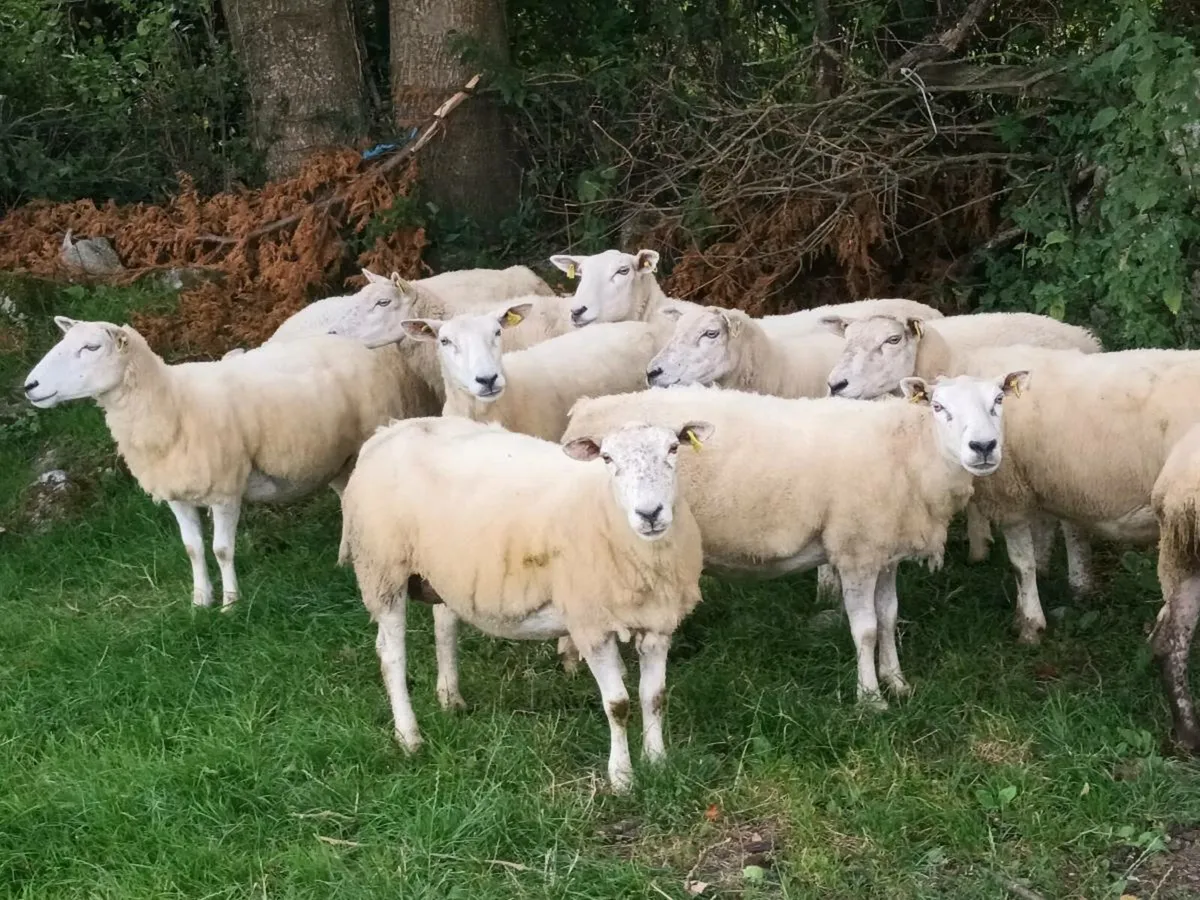 17 BREEDING EWES FOR SALE - Image 1