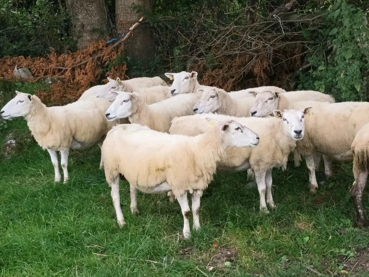 17 BREEDING EWES FOR SALE - Image 2