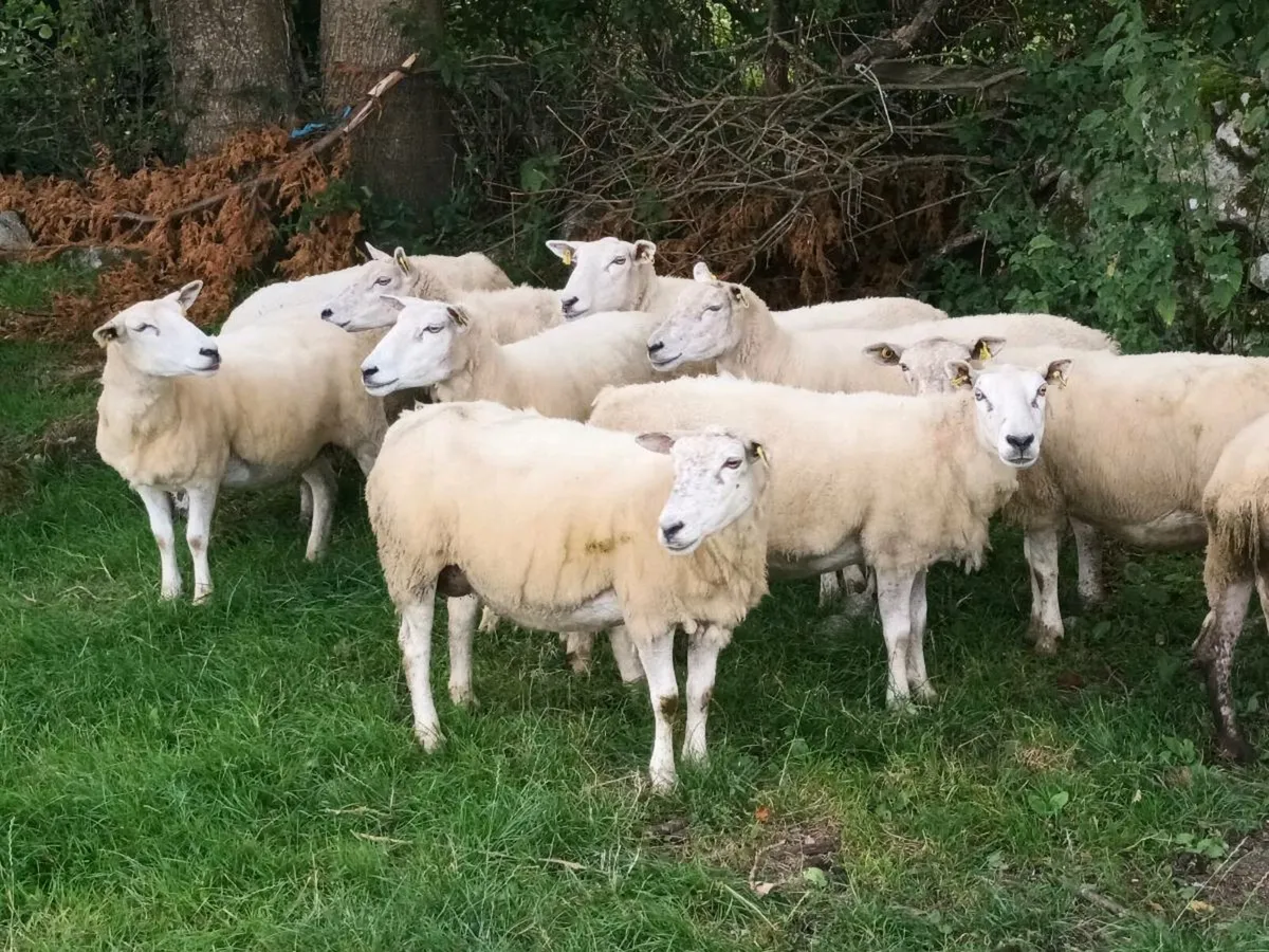 17 BREEDING EWES FOR SALE - Image 3