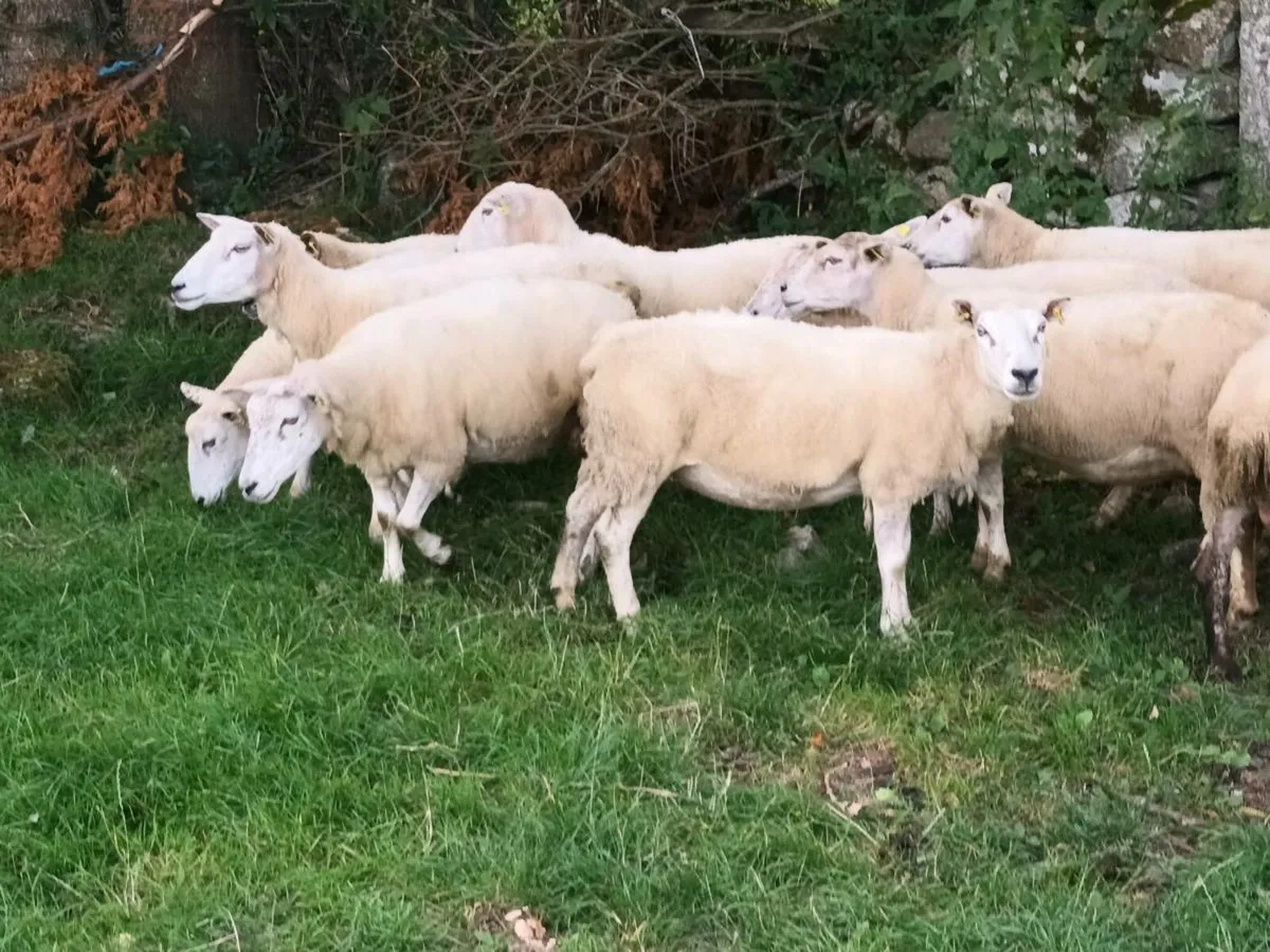 17 BREEDING EWES FOR SALE - Image 4