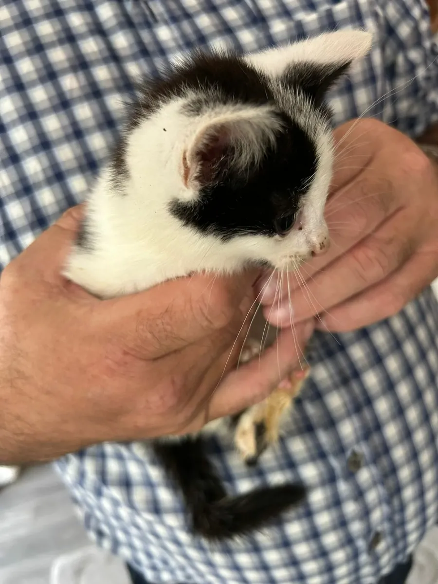 Kittens - Image 1