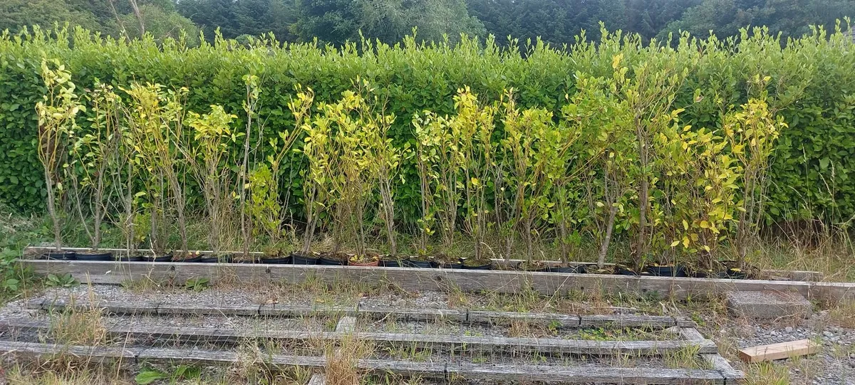 Large griselinia Hedging