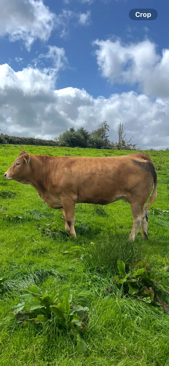5⭐️Purebred incalf limousine heifers - Image 2