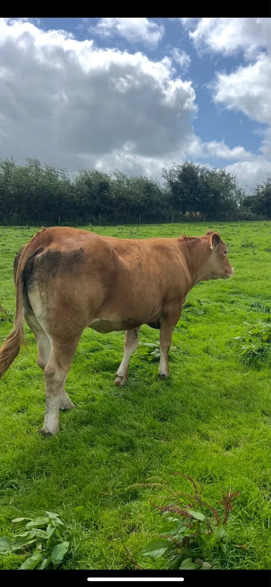 5⭐️Purebred incalf limousine heifers - Image 3