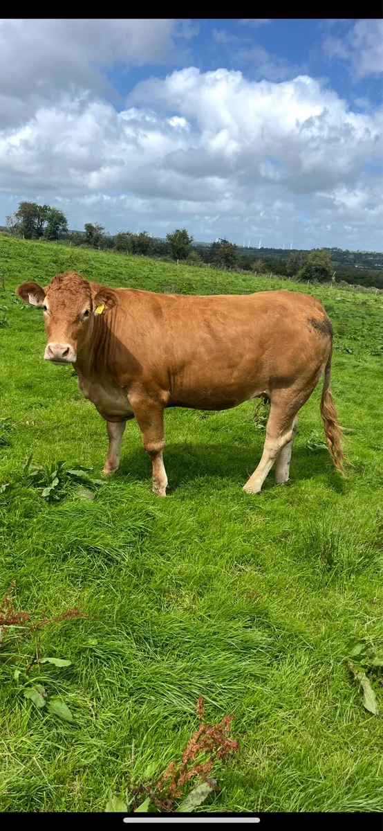 5⭐️Purebred incalf limousine heifers - Image 1