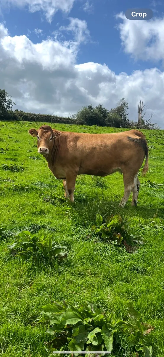 5⭐️Purebred incalf limousine heifers - Image 4
