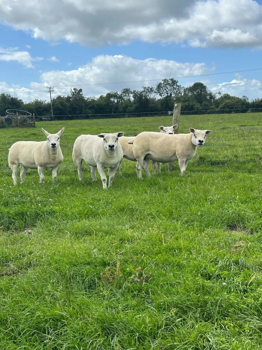 Top Quality Pedigree Texel Ewes - Image 1