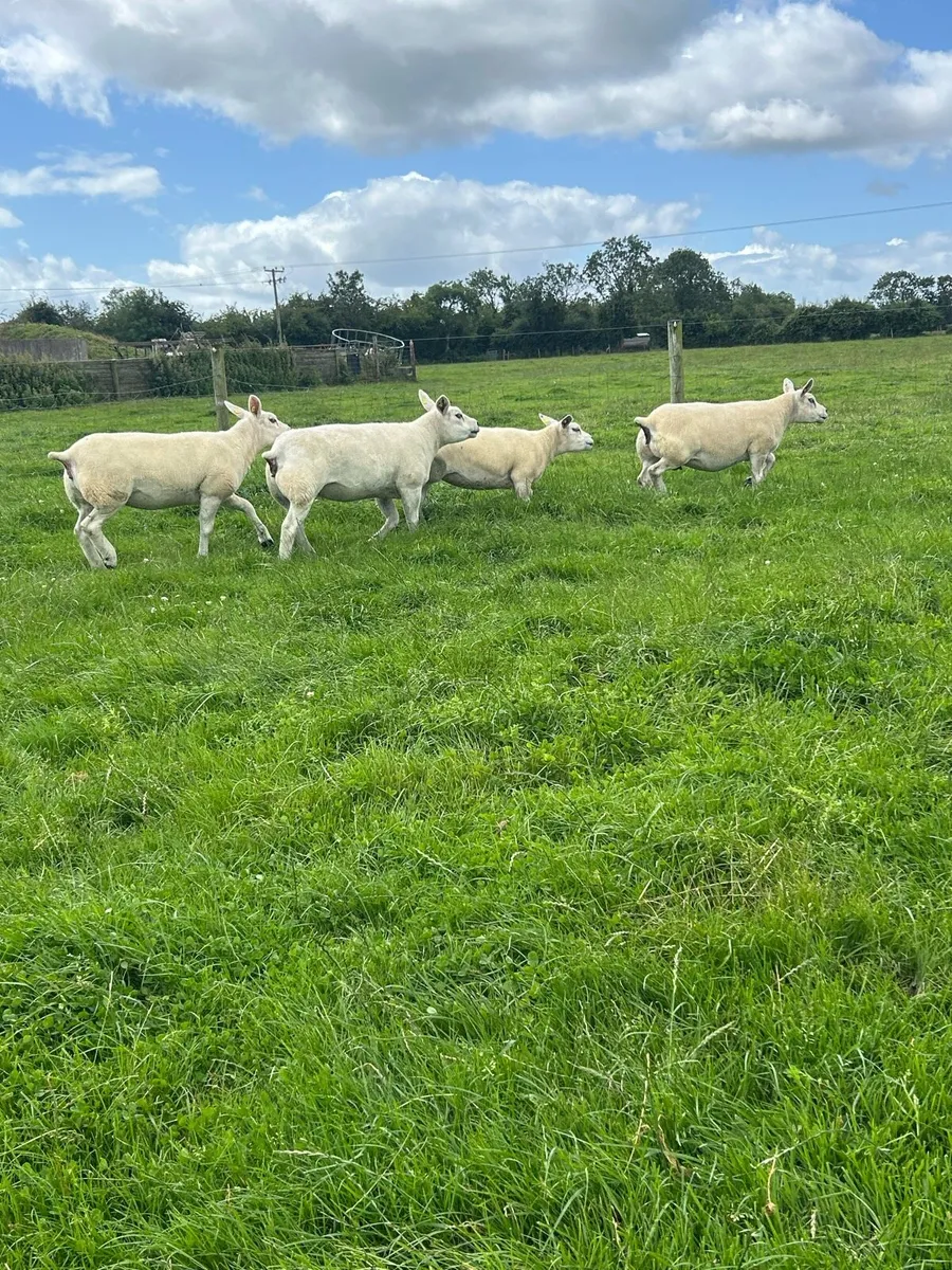 Top Quality Pedigree Texel Ewes - Image 2