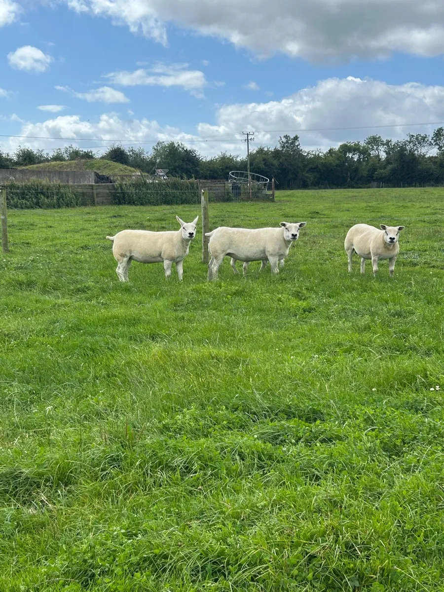 Top Quality Pedigree Texel Ewes - Image 3