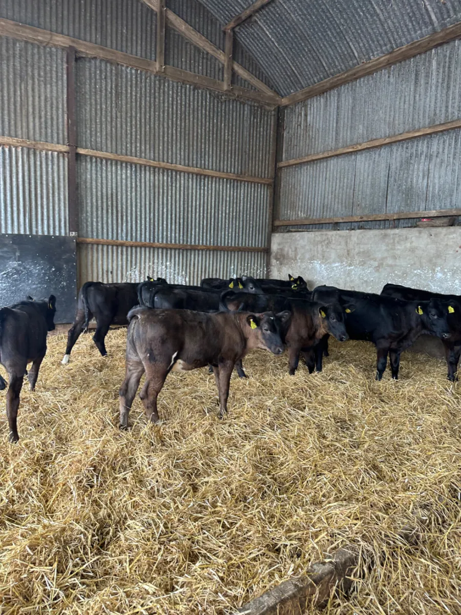 Angus and lim heifers - Image 1