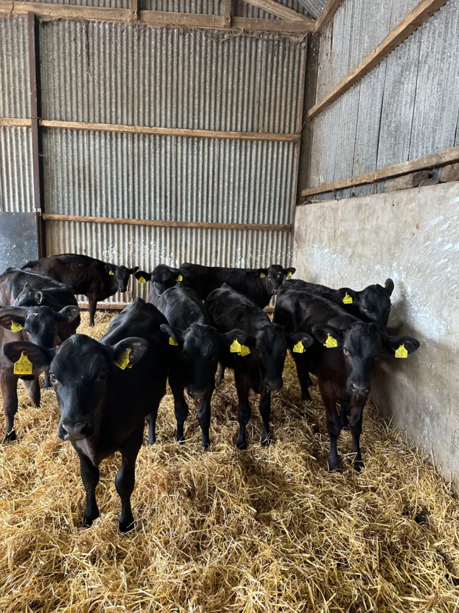 Angus and lim heifers - Image 4