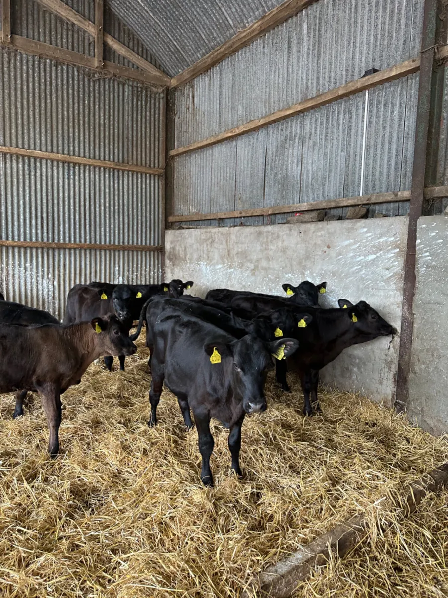 Angus and lim heifers - Image 2