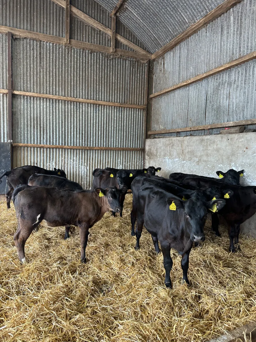 Angus and lim heifers - Image 3