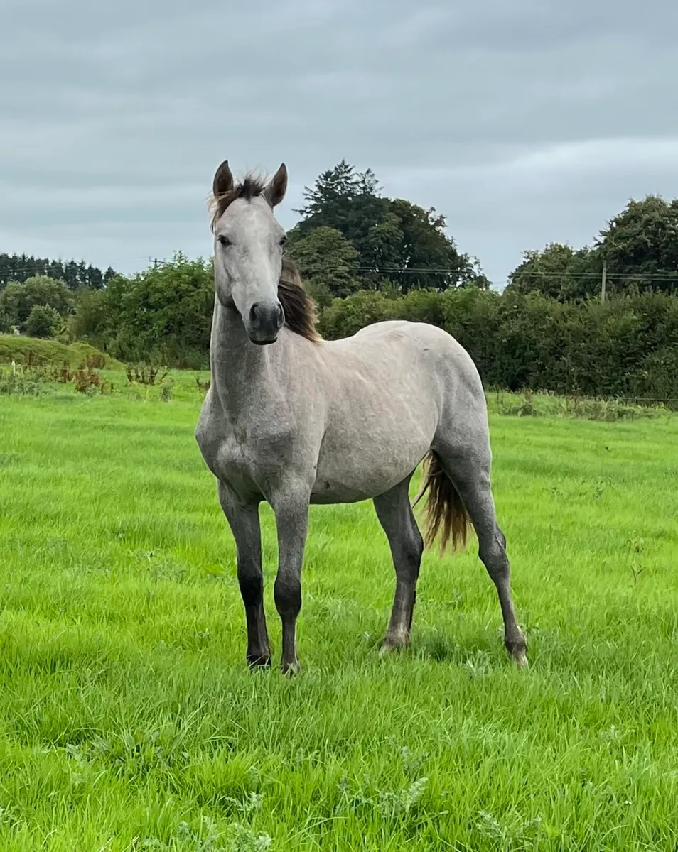 Connemara Yearling Colts - Image 1