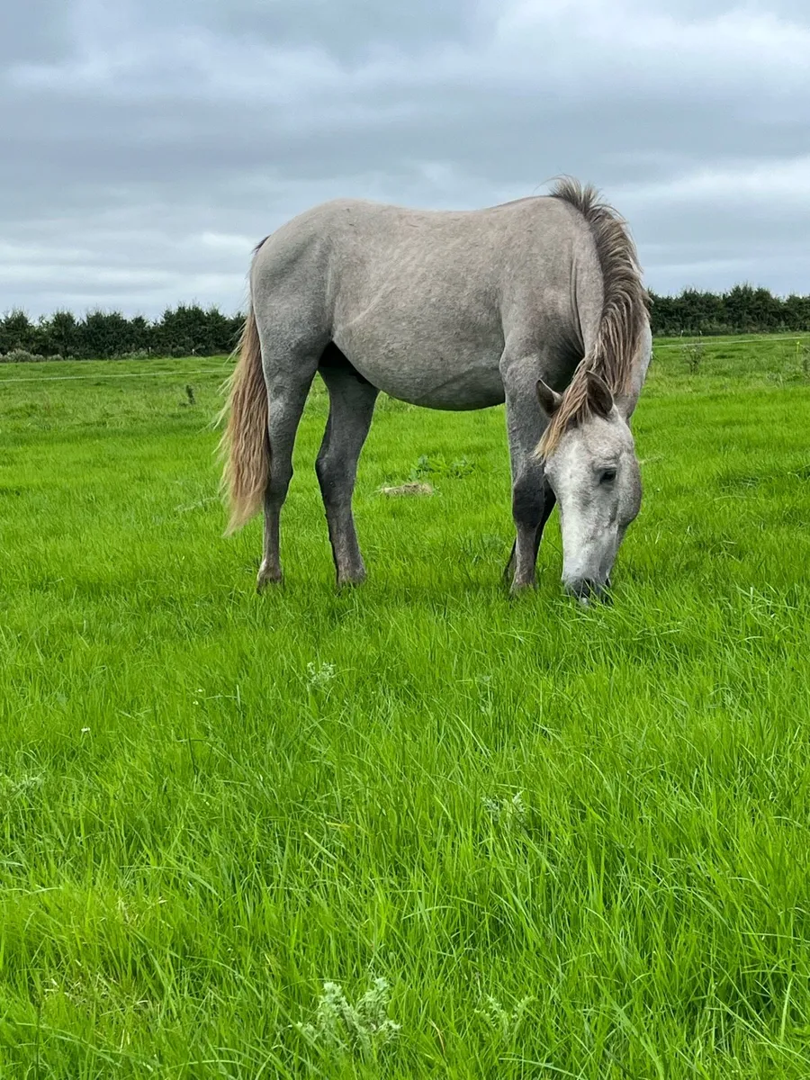 Connemara Yearling Colts - Image 2