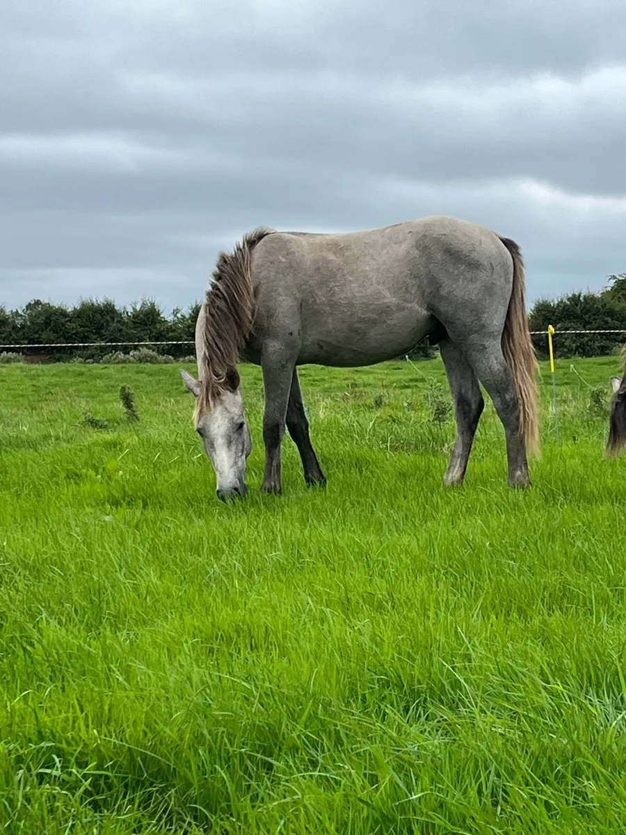 Connemara Yearling Colts - Image 3