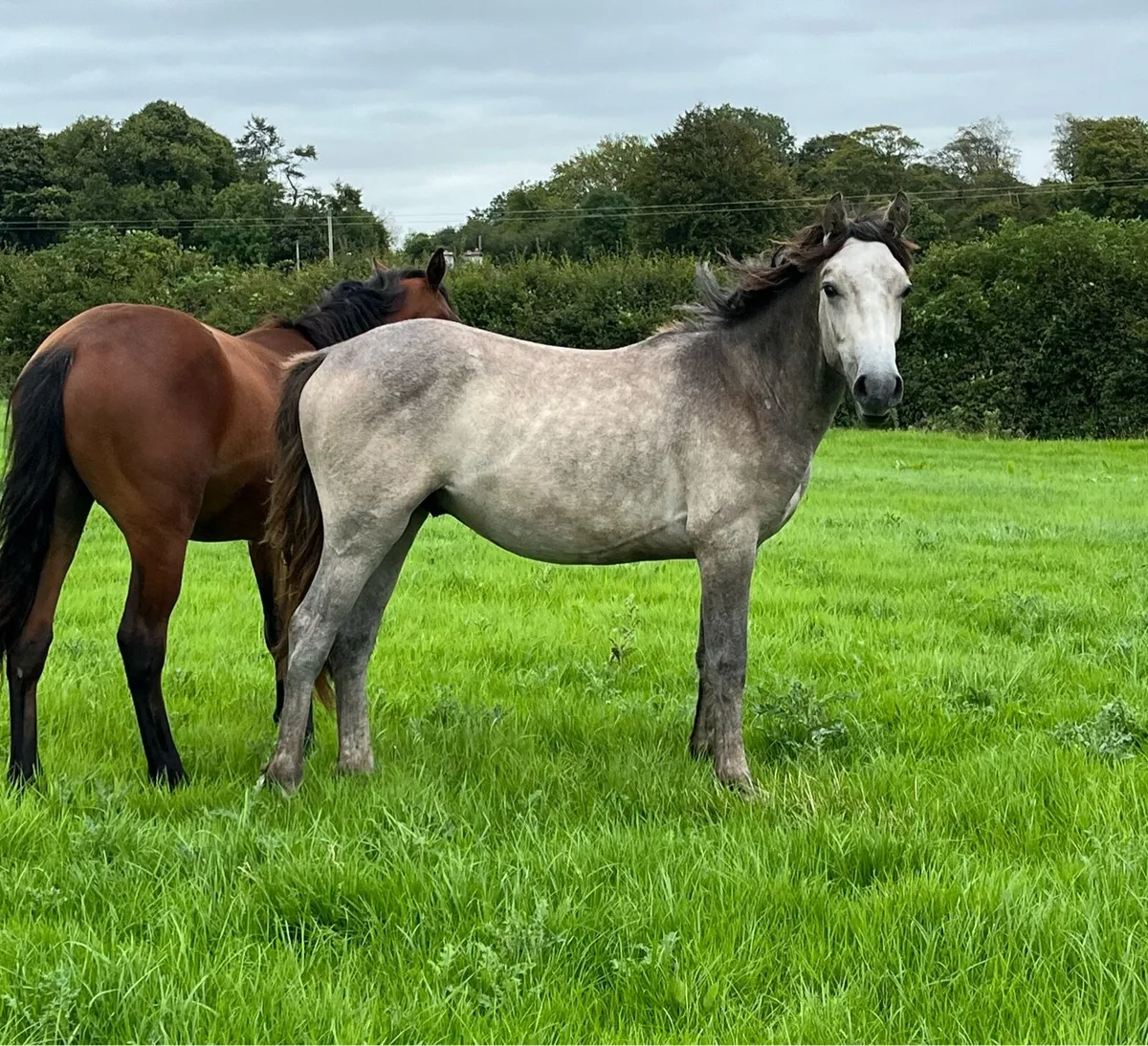 Connemara Yearling Colts - Image 4