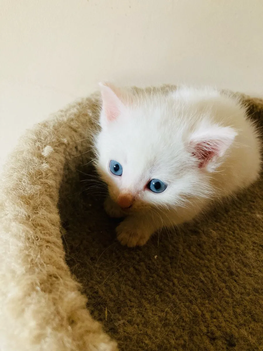 Turkish Angora Kitten - Image 2