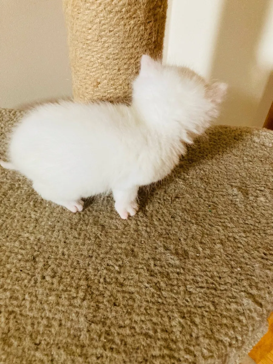 Turkish Angora Kitten - Image 3