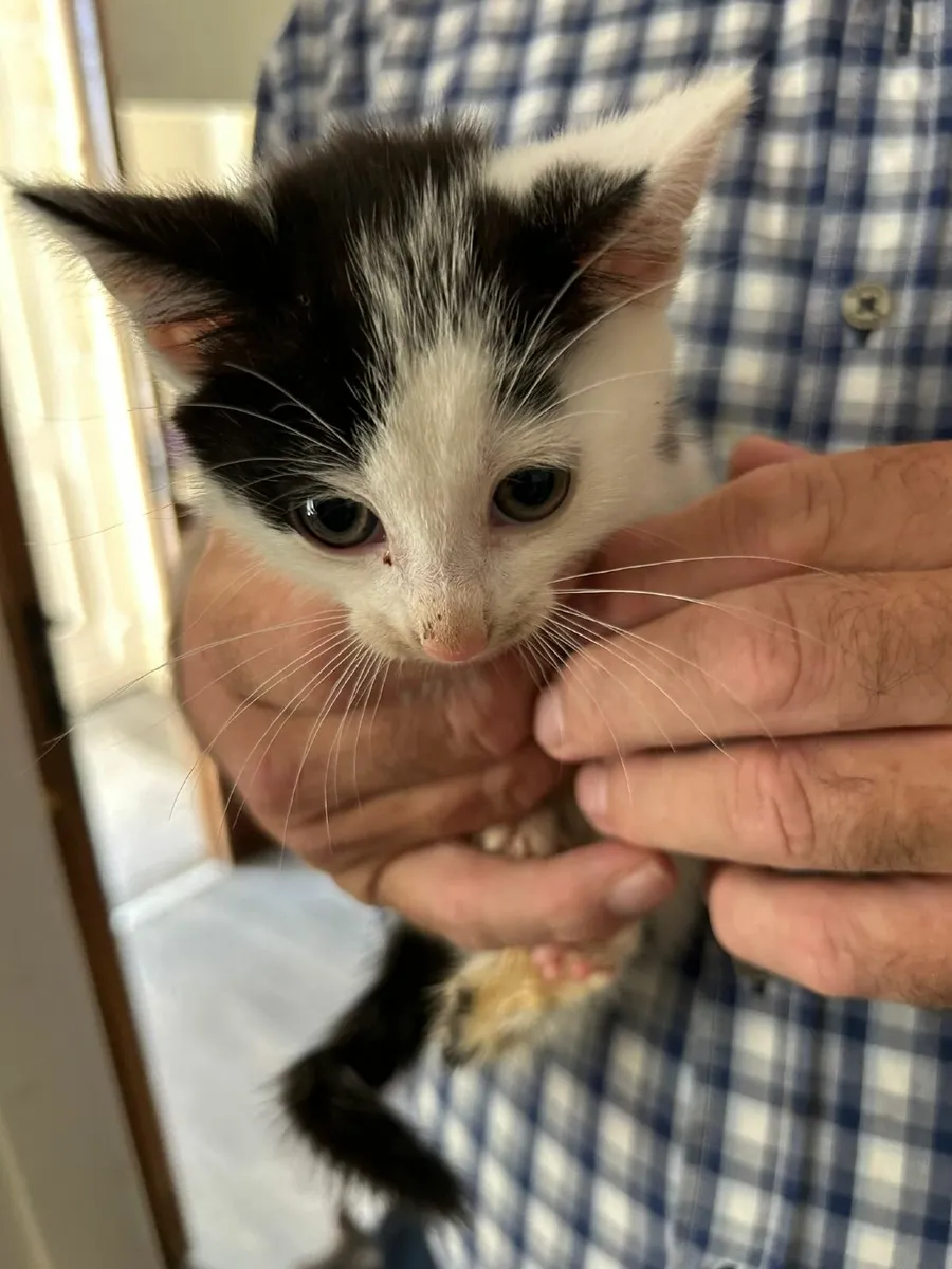 Kittens - Image 2