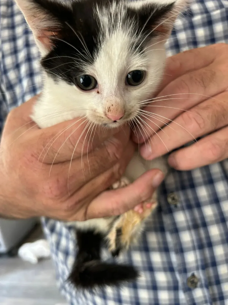 Kittens - Image 3