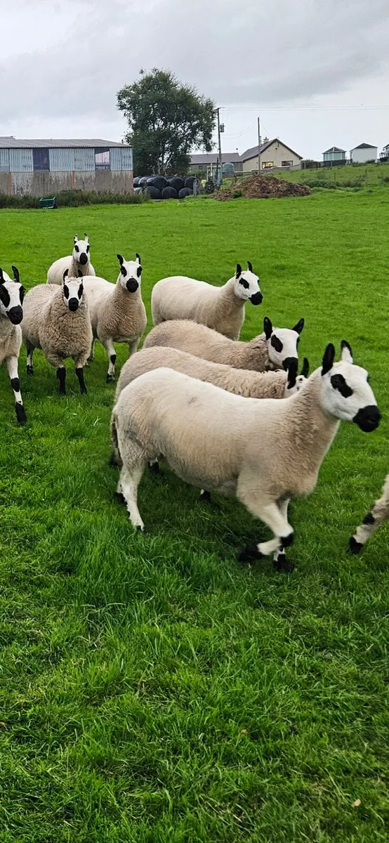 Kerryhill ewes - Image 1