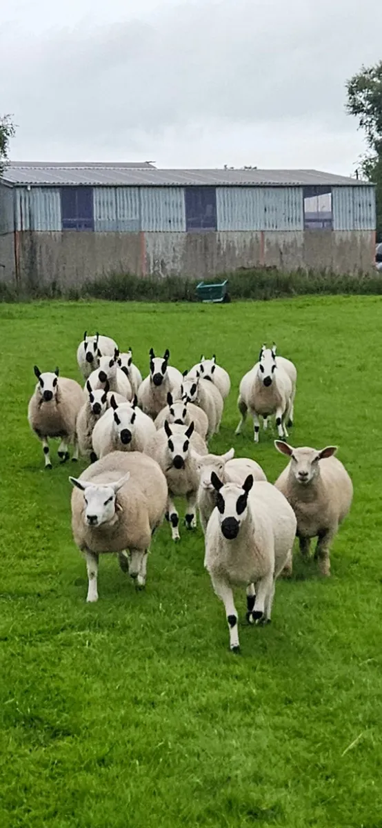 Kerryhill ewes - Image 2