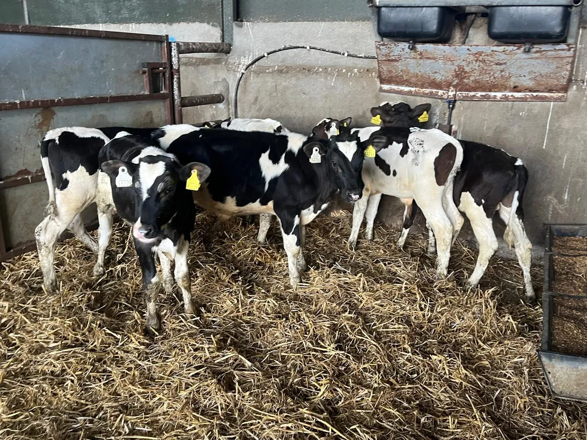 8 proper British Frisian bull weanlings - Image 1