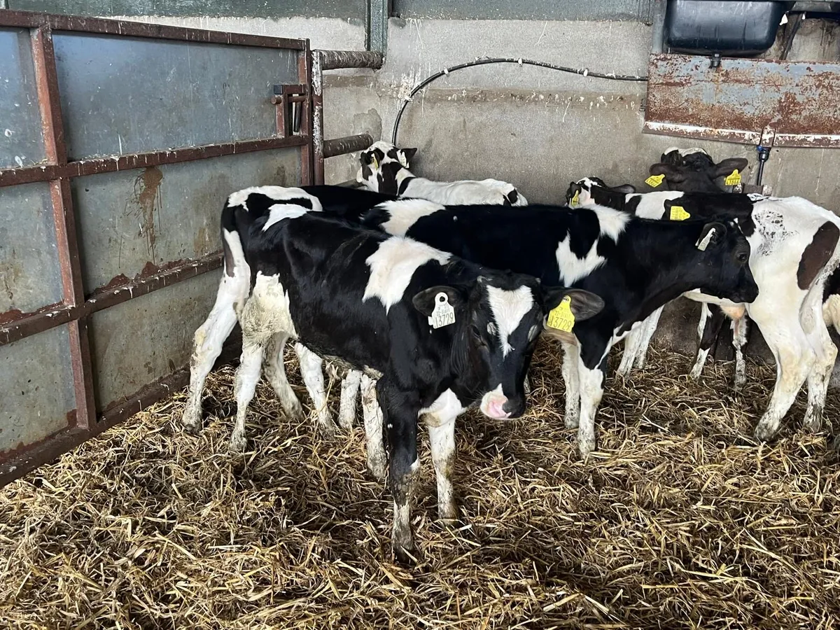 8 proper British Frisian bull weanlings - Image 2