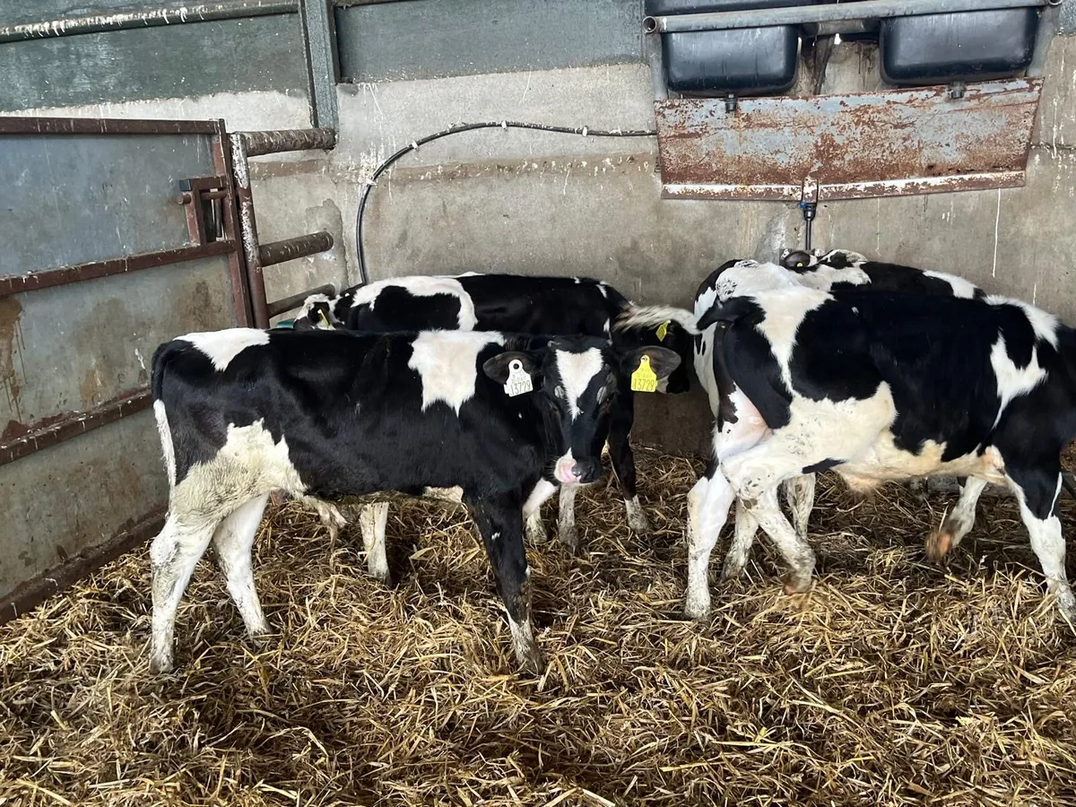 8 proper British Frisian bull weanlings - Image 4