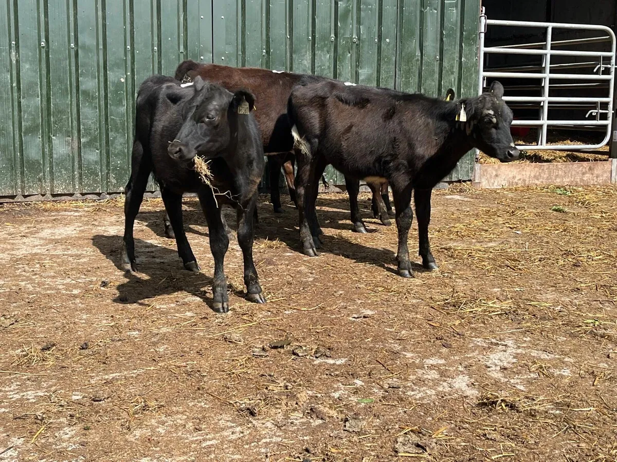 5 super Angus  weanling heifers - Image 1