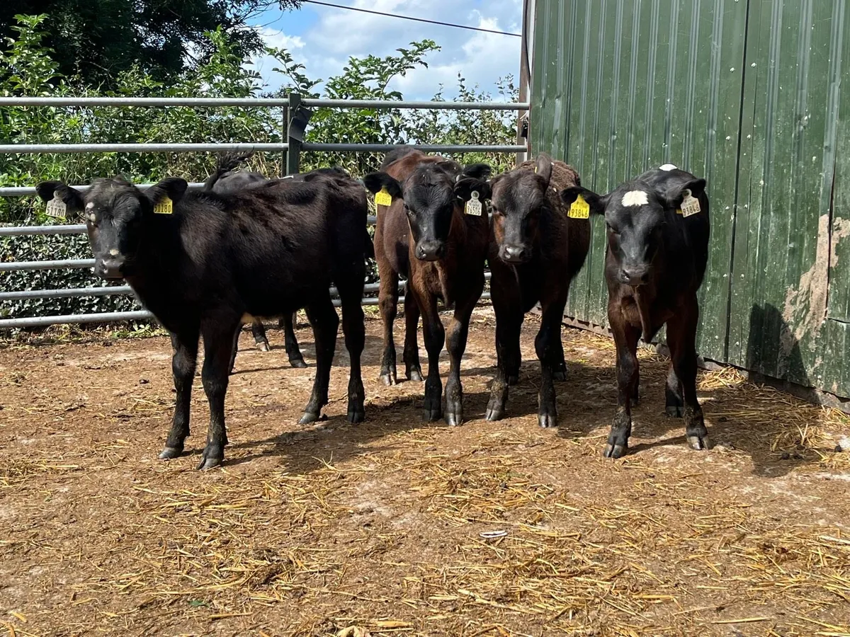 5 super Angus  weanling heifers - Image 2