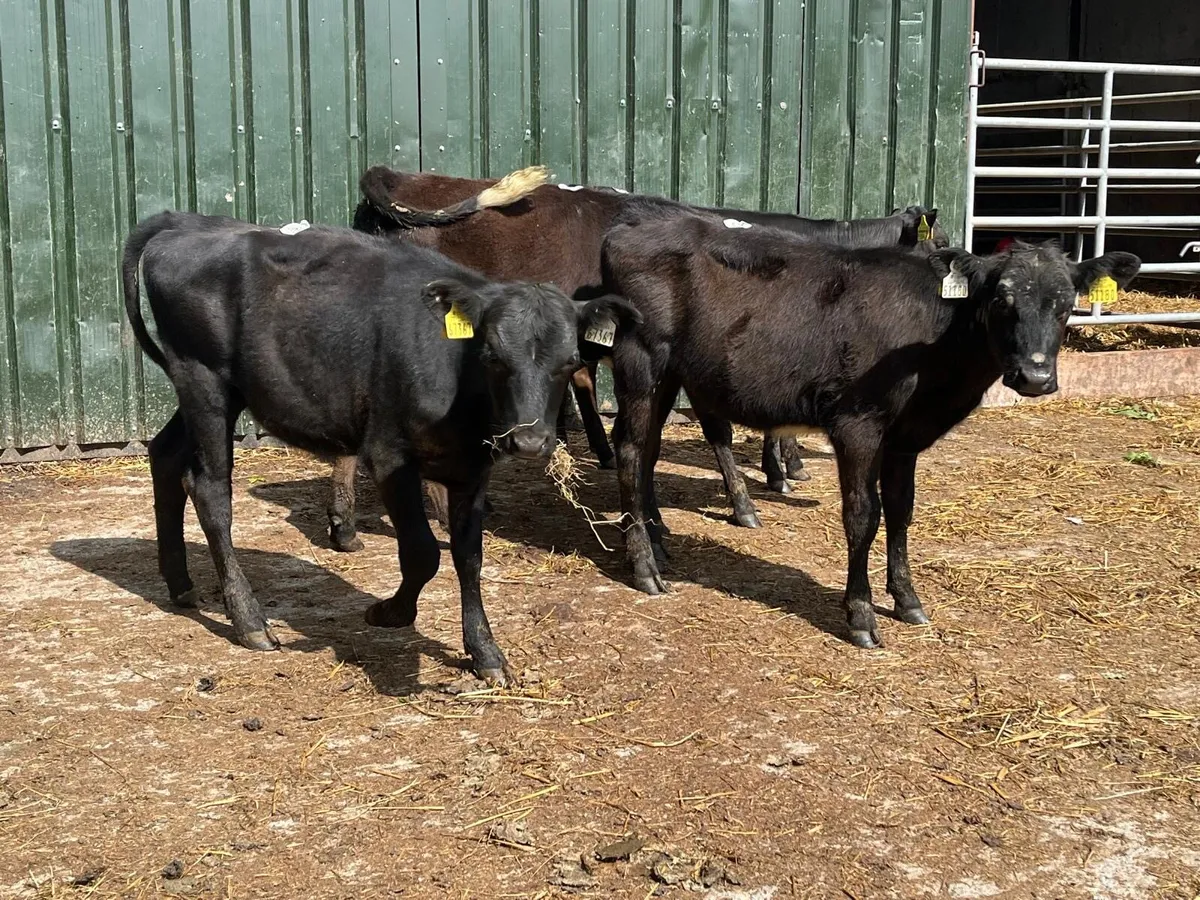 5 super Angus  weanling heifers - Image 4