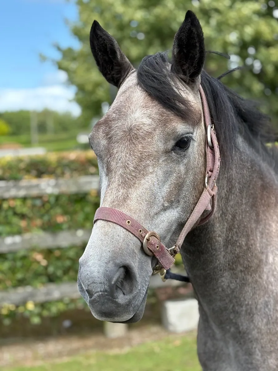 ⭐️ 3 YEAR OLD CONNEMARA FILLY ⭐️ - Image 1