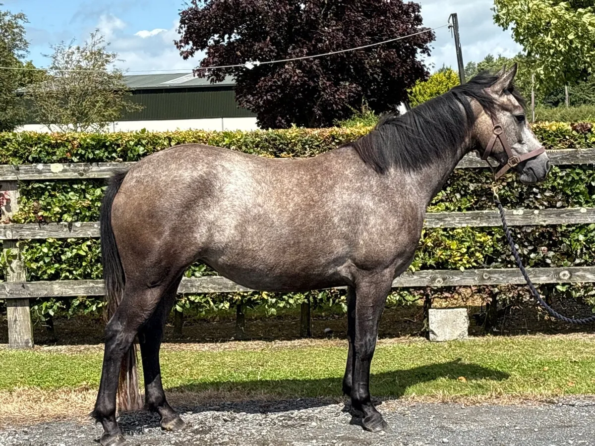⭐️ 3 YEAR OLD CONNEMARA FILLY ⭐️ - Image 3