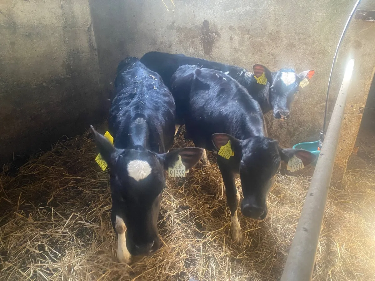 Three Friesian Heifer Calves - Image 1