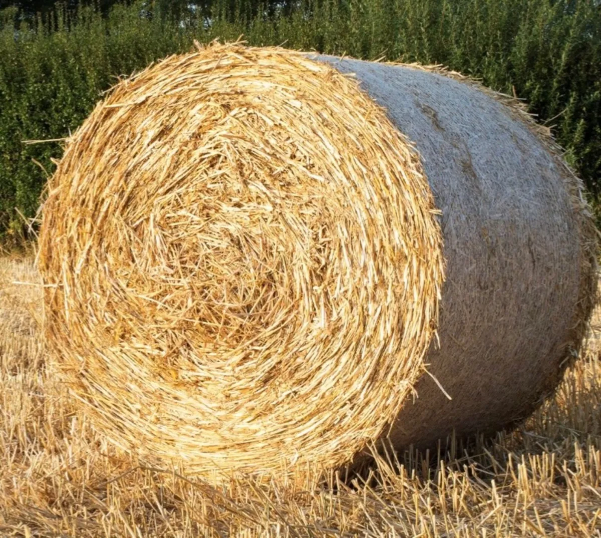 Round bales barley straw & Hay
