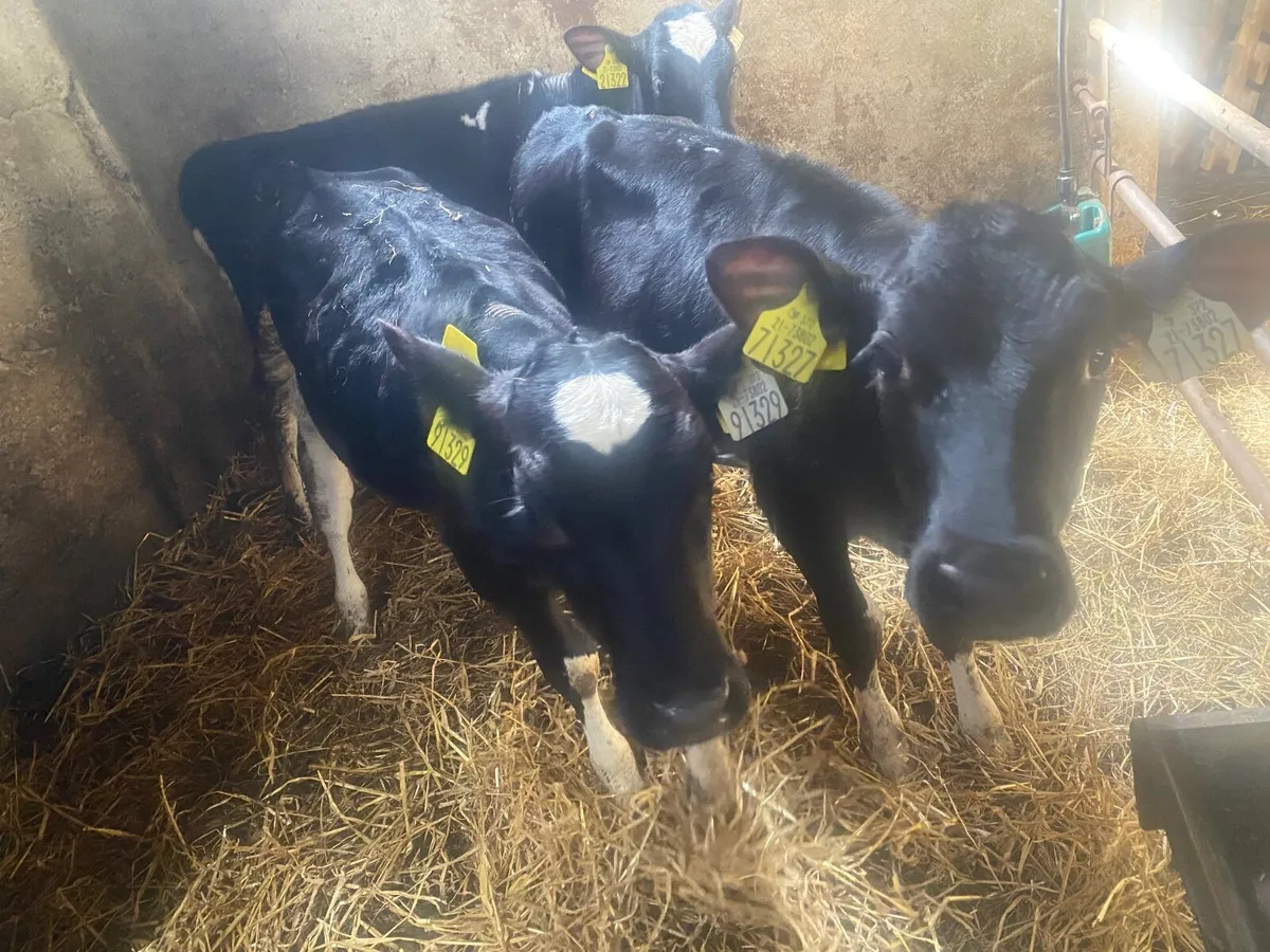 Three Friesian Heifer Calves - Image 2