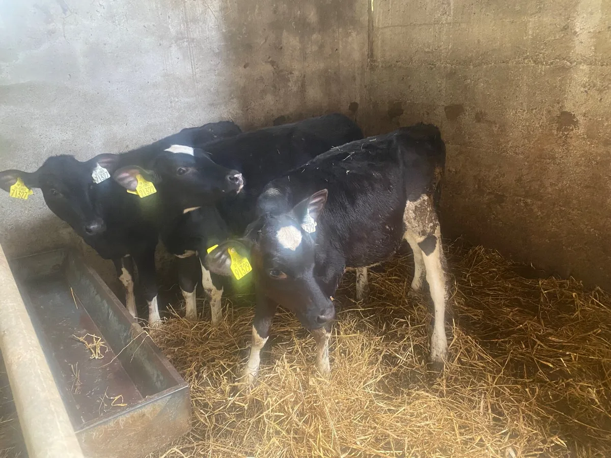 Three Friesian Heifer Calves - Image 3