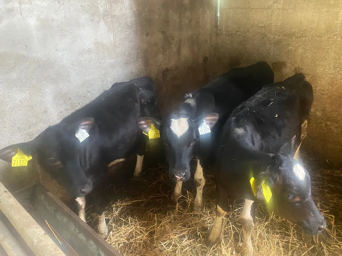 Three Friesian Heifer Calves - Image 4