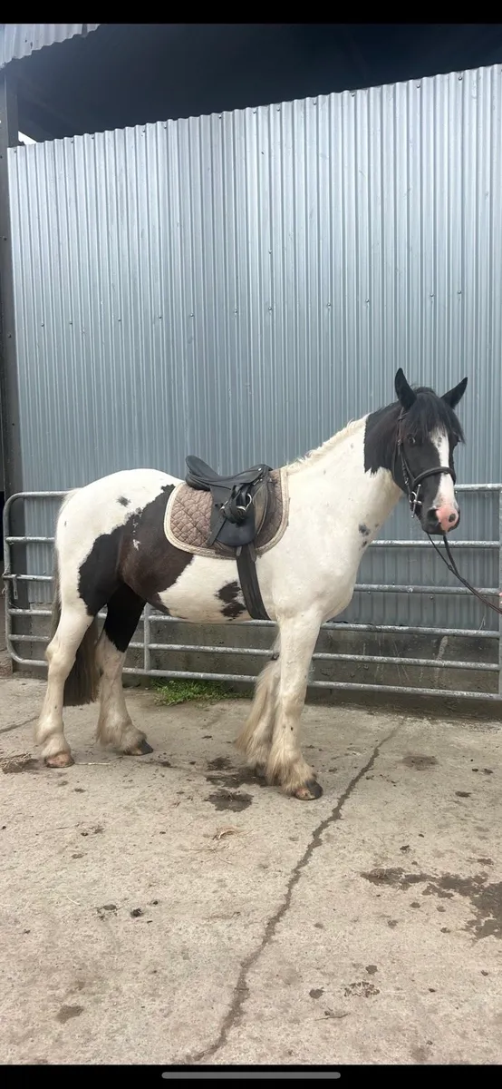Cob gelding - Image 4