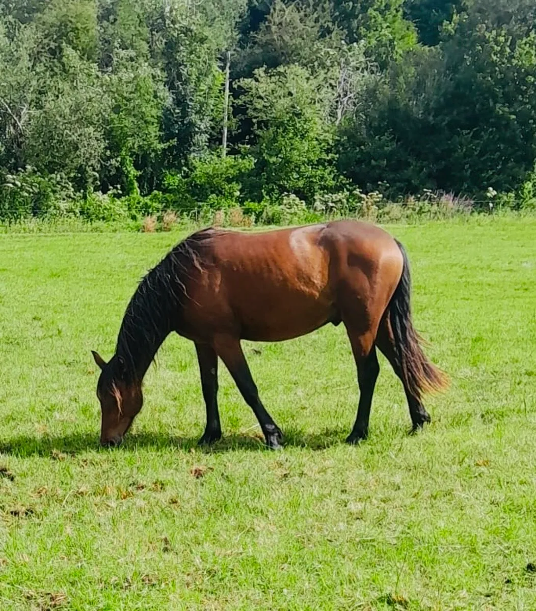 Connemara Gelding - Image 1