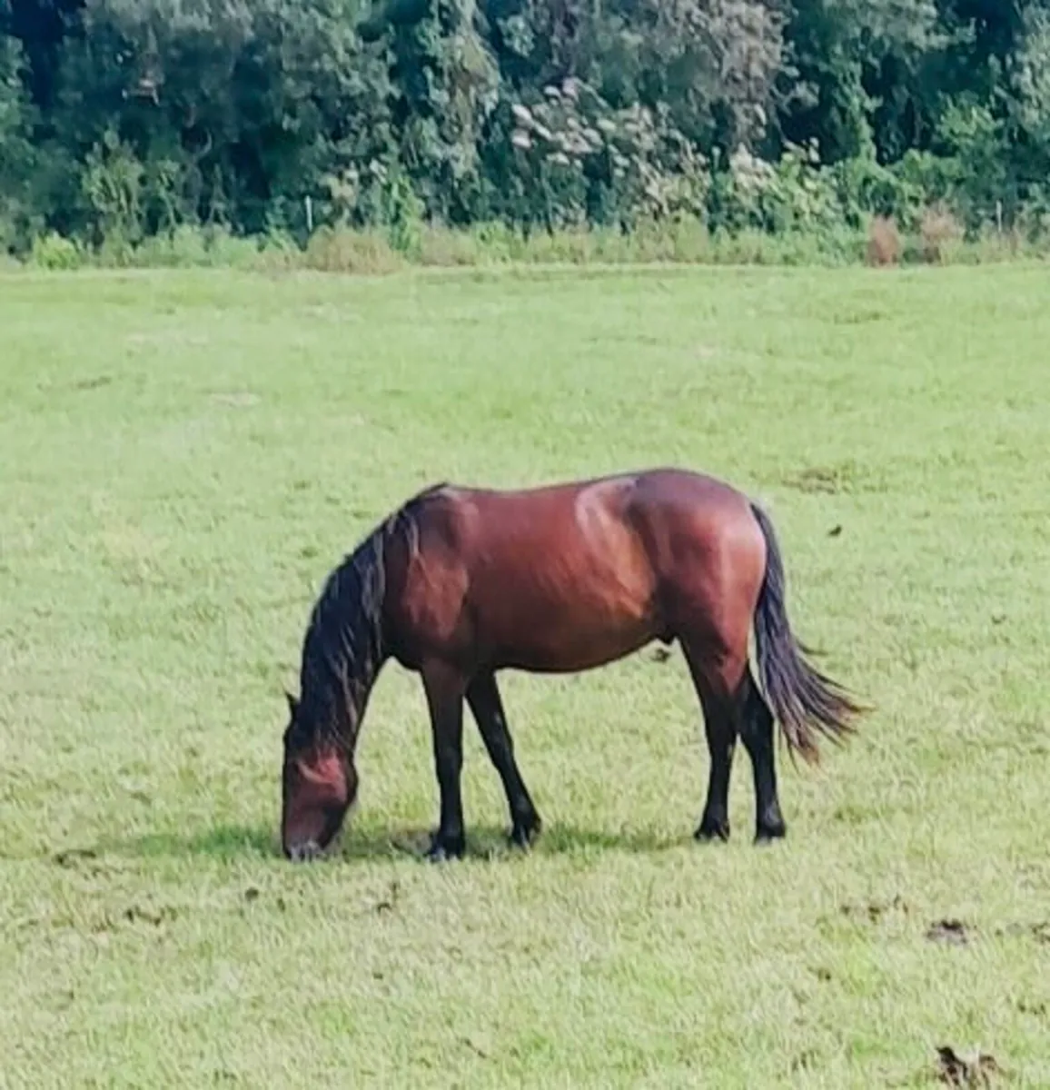 Connemara Gelding - Image 3